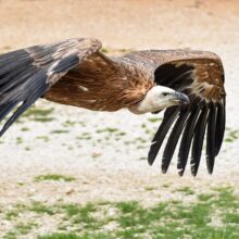 vulture-2785815_1280