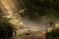 fall-8192375_1920